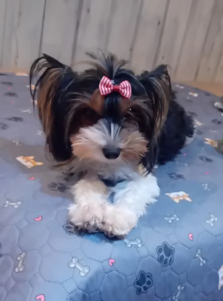 Yorkshire biewer terrier | Foto 5