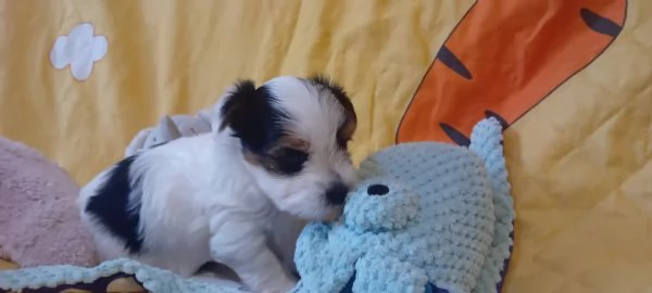 Yorkshire biewer terrier | Foto 4