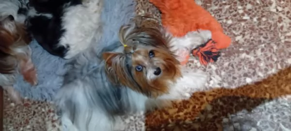 Yorkshire biewer terrier | Foto 3