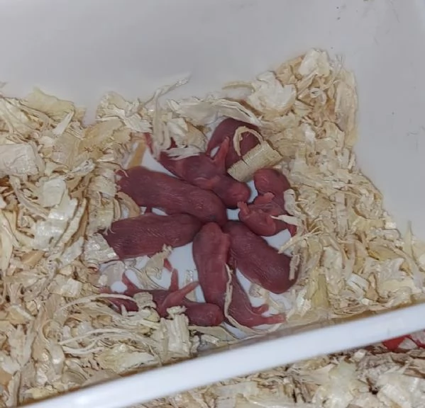 Criceti siberiani  | Foto 1