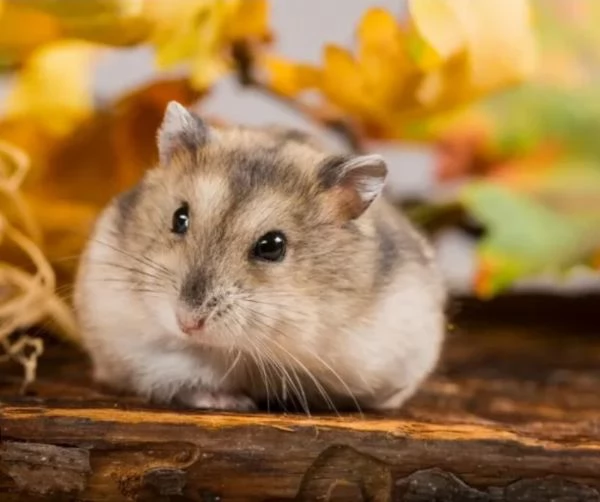 Criceti siberiani  | Foto 0