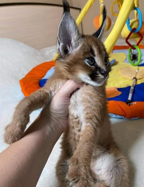 Gattini Savannah Serval caracal e Ocelot in vendita | Foto 1