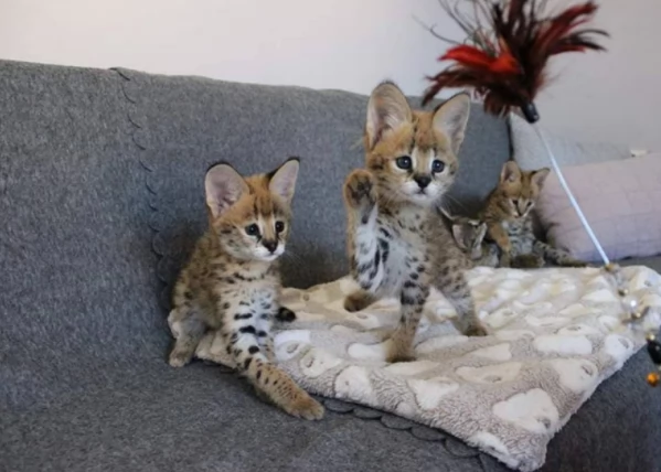 Gattini Savannah Serval caracal e Ocelot in vendita