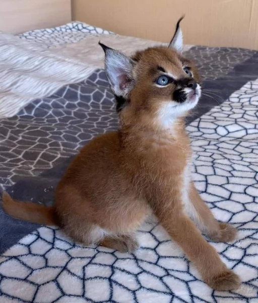 Gattini Savannah Serval caracal e Ocelot in vendita | Foto 0