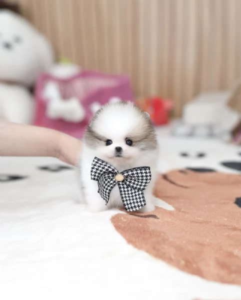 Bellissimi cuccioli maschi e femmine di Pomerania in miniatura da adottare