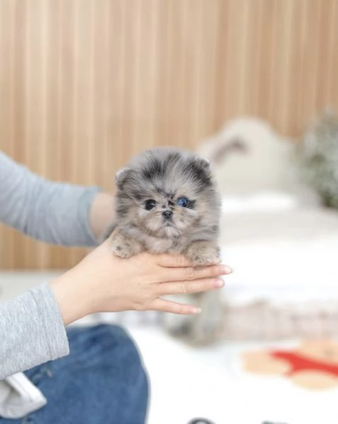 Bellissimi cuccioli maschi e femmine di Pomerania in miniatura da adottare | Foto 4