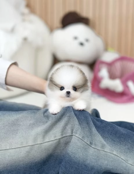Bellissimi cuccioli maschi e femmine di Pomerania in miniatura da adottare | Foto 3