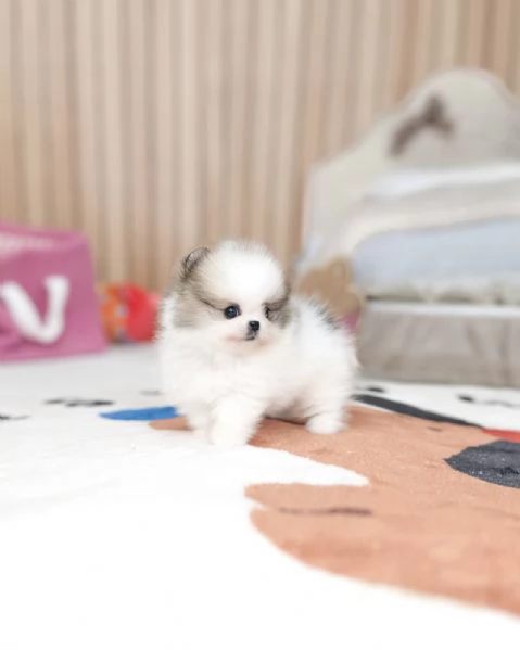 Bellissimi cuccioli maschi e femmine di Pomerania in miniatura da adottare | Foto 1