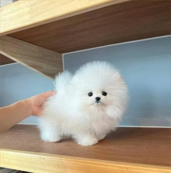 Cuccioli di Pomerania disponibili per famiglie amorevoli  | Foto 2