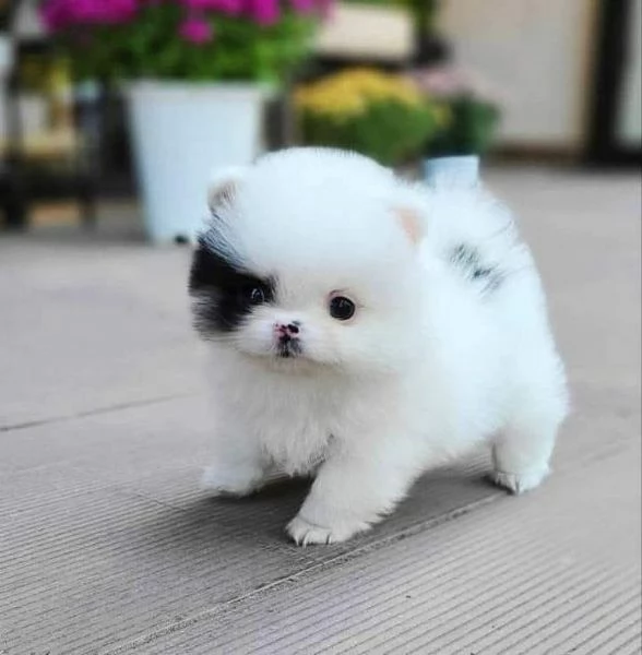 Cuccioli di Pomerania disponibili per famiglie amorevoli  | Foto 0