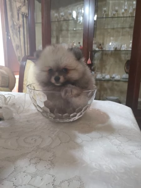 Cuccioli di Pomerania disponibili per famiglie amorevoli 