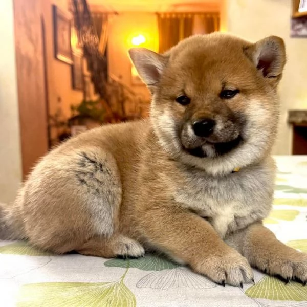 Cuccioli di Shiba Inu disponibili per famiglie amorevoli  | Foto 3