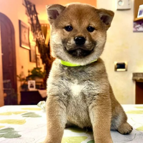Cuccioli di Shiba Inu disponibili per famiglie amorevoli  | Foto 0