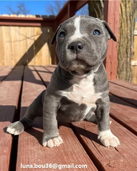 Cuccioli pitbull Disponibili bellissimi cuccioli di pitbull genitori visibili i cuccioli sono gia 