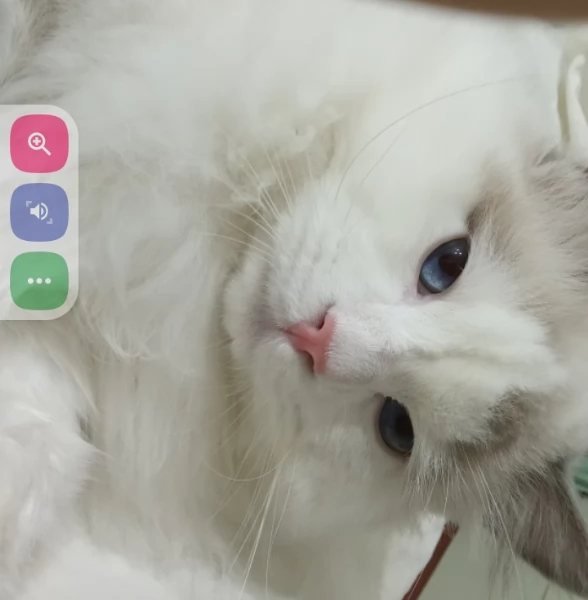 Ragdoll maschio per accoppiamento 