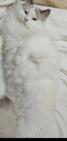 Ragdoll maschio per accoppiamento  | Foto 0