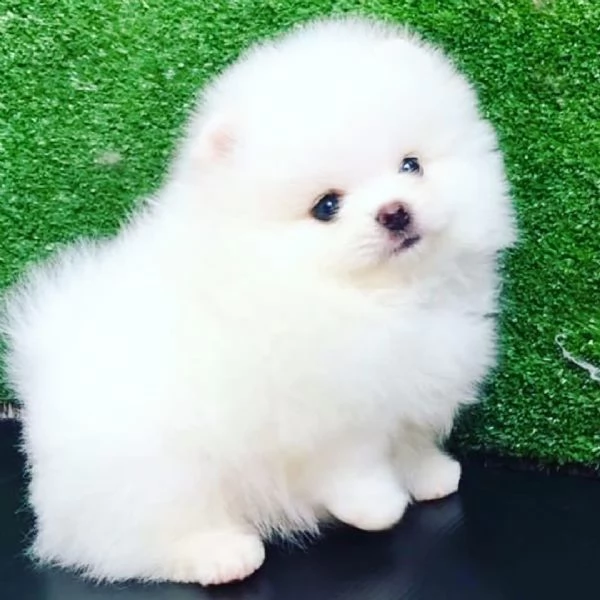 Pomeranian puppies 