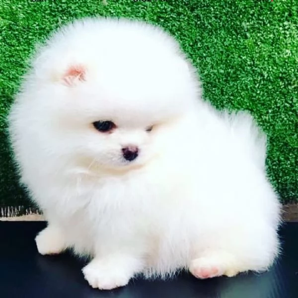 Pomeranian puppies  | Foto 0