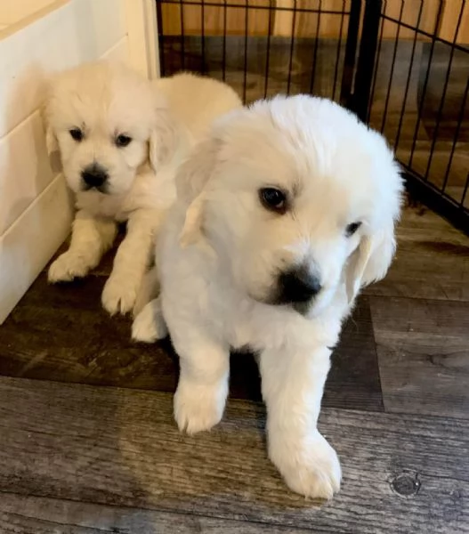 Due cuccioli di Golden Retriever ti aspettano