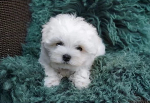 Splendidi cuccioli di maltese | Foto 0