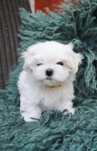Splendidi cuccioli di maltese