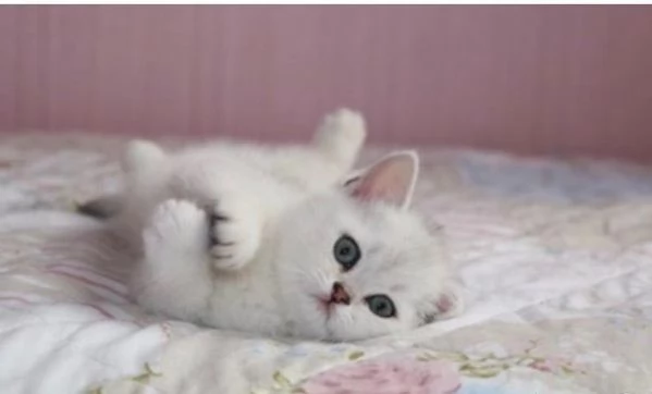 Gattino British Shorthair disponibile