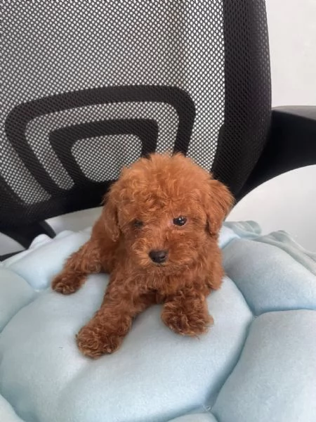 Cuccioli di Barboncino cercano casa piena damore