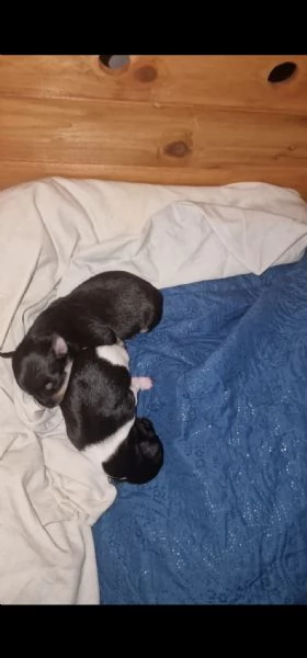 Cucciolo maschietto nero di ChiPin disponibile | Foto 2