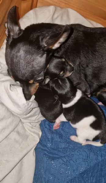 Cucciolo maschietto nero di ChiPin disponibile | Foto 0