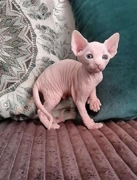 Gattini Sphynx Maschio e Femmina  | Foto 0