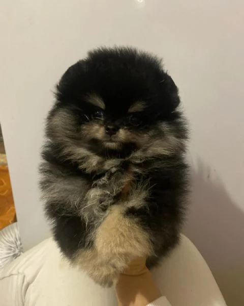 Cuccioli di Pomerania disponibili 