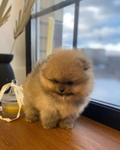 Cuccioli di Pomerania disponibili  | Foto 2