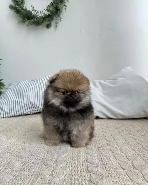 Cuccioli di Pomerania disponibili  | Foto 1
