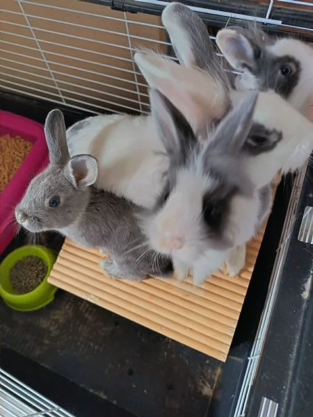 Coniglio nano e Ariete di 3 mesi | Foto 0