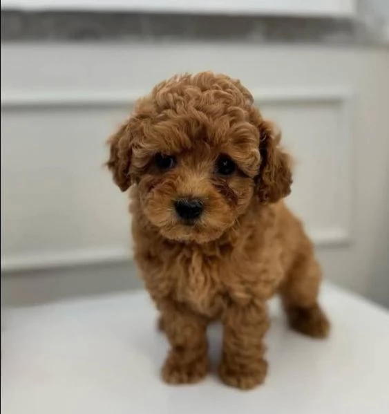 Cucciolate di barboncino toy | Foto 0