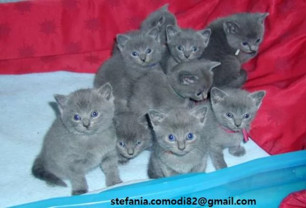  Gattini Certosini in Adozione Cerchiamo famiglie amorevoli per questi splendidi gattini certosini 