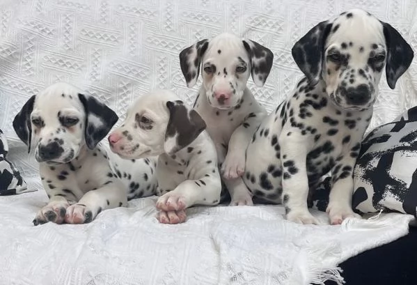 Cuccioli di Dalmata in adozione