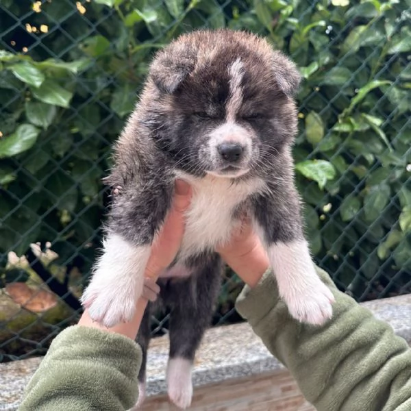 Cuccioli di Akita Inu