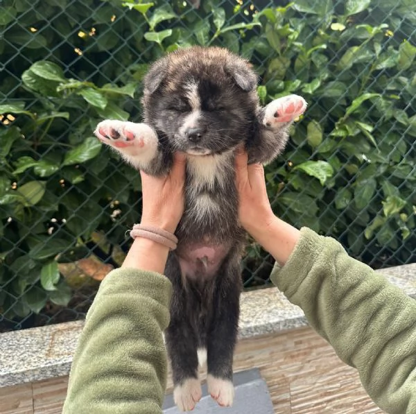 Cuccioli di Akita Inu | Foto 1