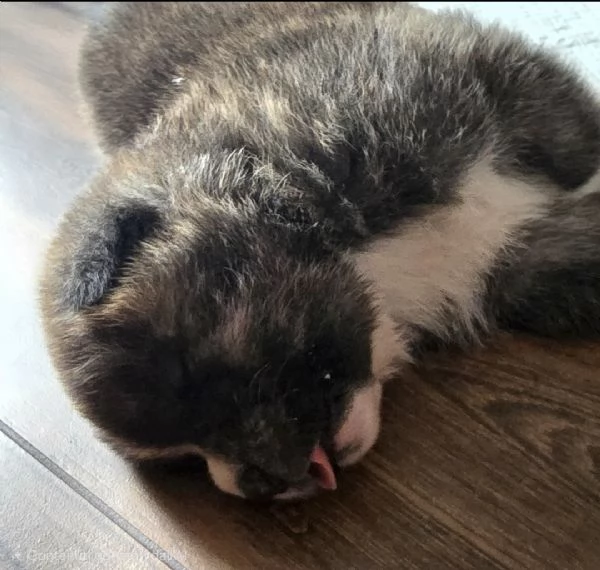 Akita Inu  cessione per recupero spese | Foto 2