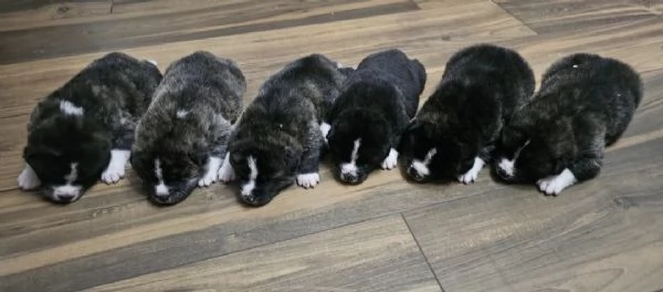 Akita Inu  cessione per recupero spese | Foto 1