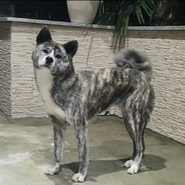 Akita Inu  cessione per recupero spese | Foto 0