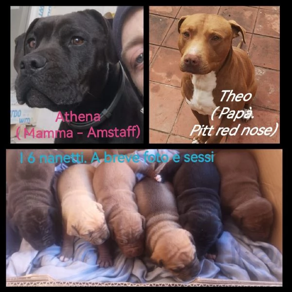 6 SPLENDIDI CUCCIOLI PITT AMSTAFF 