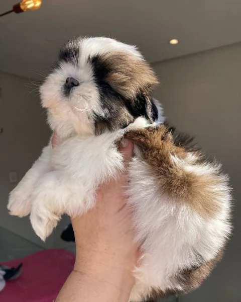 meravigliosi Shitzu per adozione