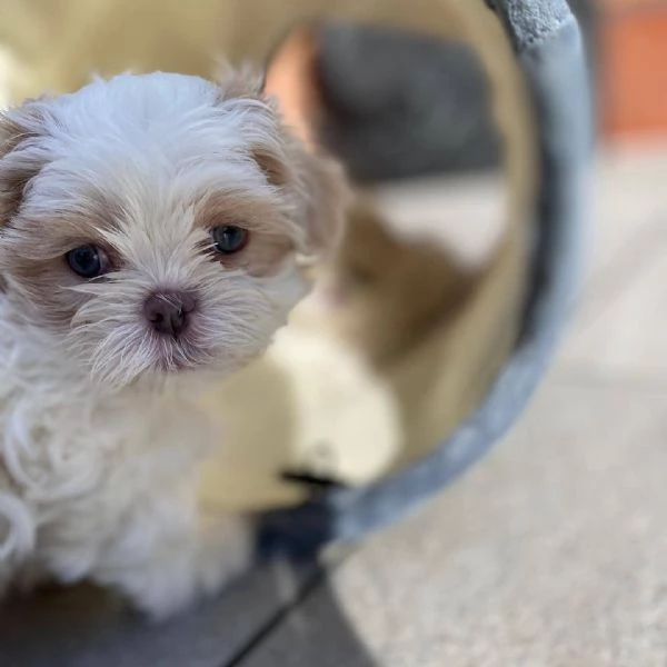 meravigliosi Shitzu per adozione | Foto 2