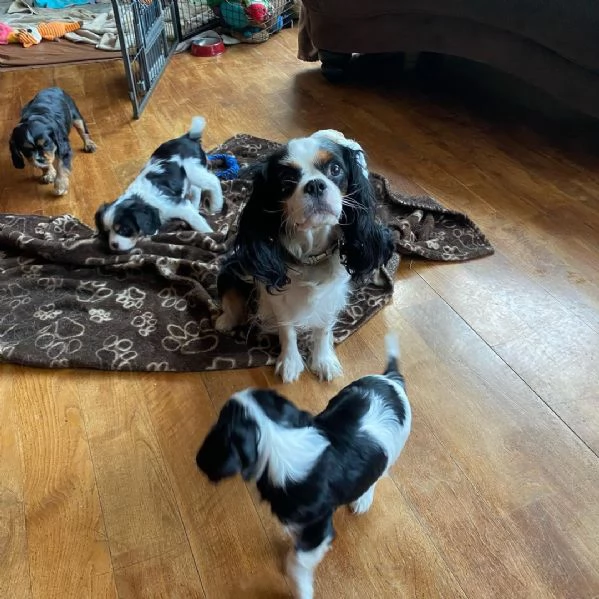 Cavalier pronto per ladozione | Foto 2