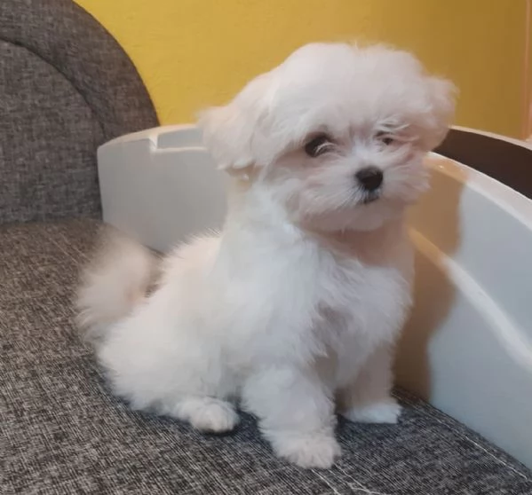 Cuccioli Maltese toy dai 3 ai 4 mesi  | Foto 0