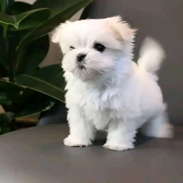 Cuccioli di maltese toy