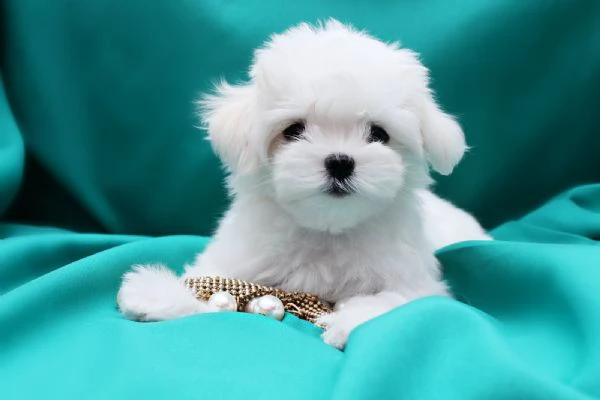 Maltesei cuccioli maschio e femmina | Foto 0
