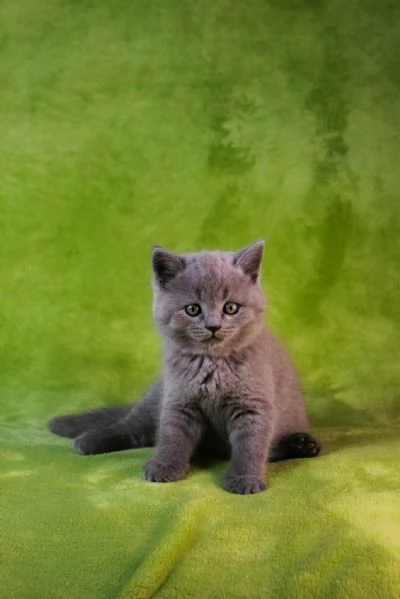 Gattini British Shorthair | Foto 0